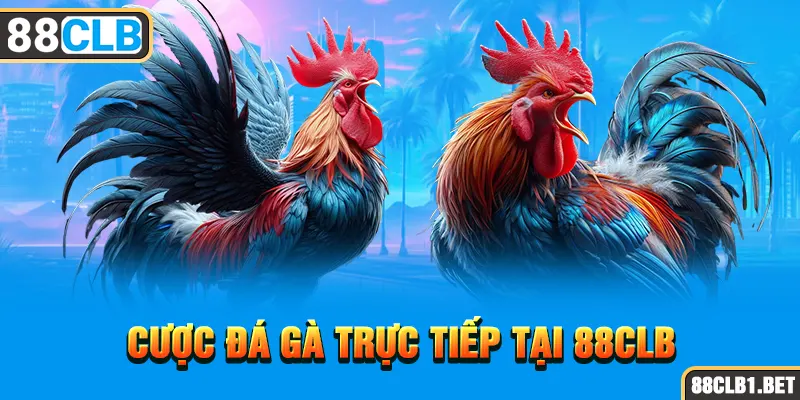 Cược đá gà trực tiếp tại 88CLB