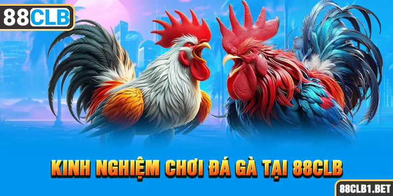 Kinh nghiệm chơi đá gà tại 88CLB